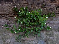 Tradescantia fluminensis 3, Vaderplant, Saxifraga-Ed Stikvoort